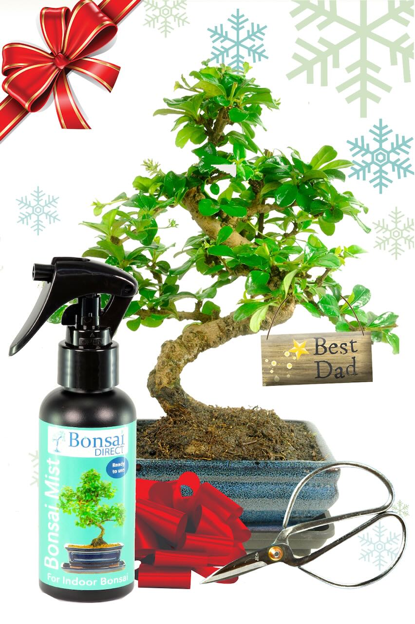 Unique Christmas Gift - Bonsai Tree Kit For Dad