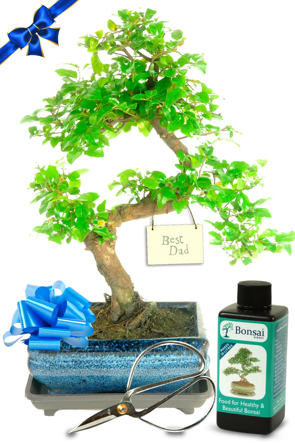 Fruiting Beginners Bonsai Starter Kit - Best Dad