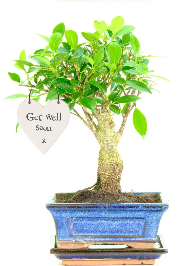 A ficus tree symbolises good health