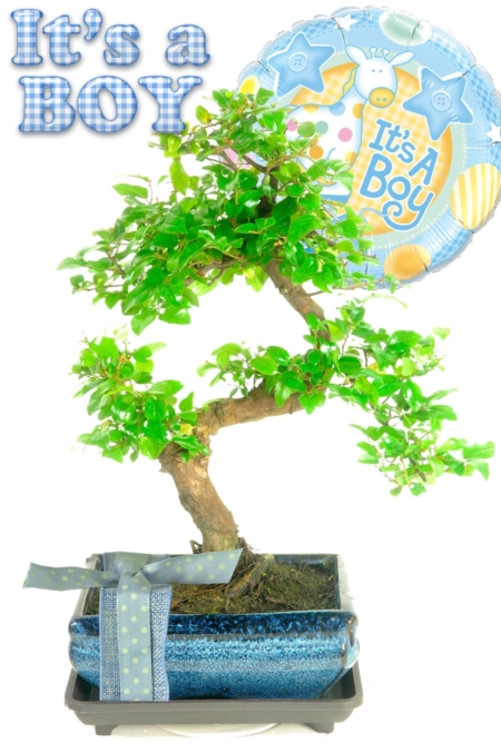 Perfect gift to celebrate the birth of a baby boy