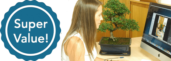 Super value bonsai for sale