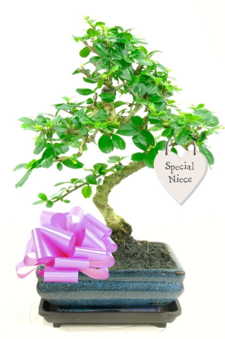 Special niece bonsai gift for sale