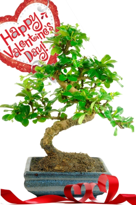 Flowering indoor Valentines Day gift