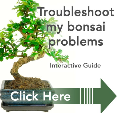Troubleshoot your bonsai problems
