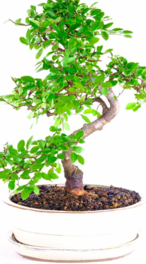 Large specimen indoor bonsai trees for sale UK