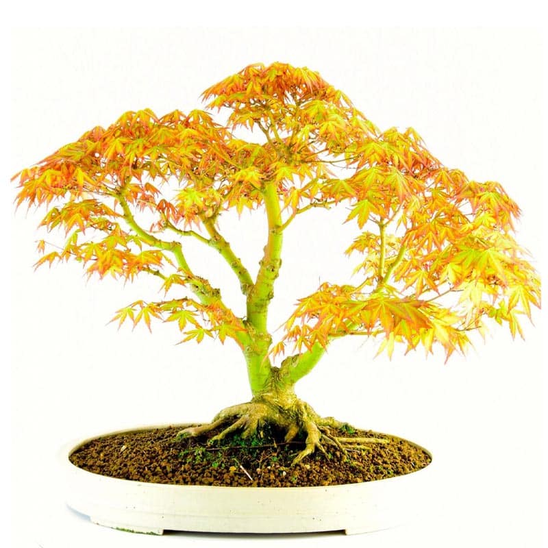 Maple/Acer bonsai trees for sale
