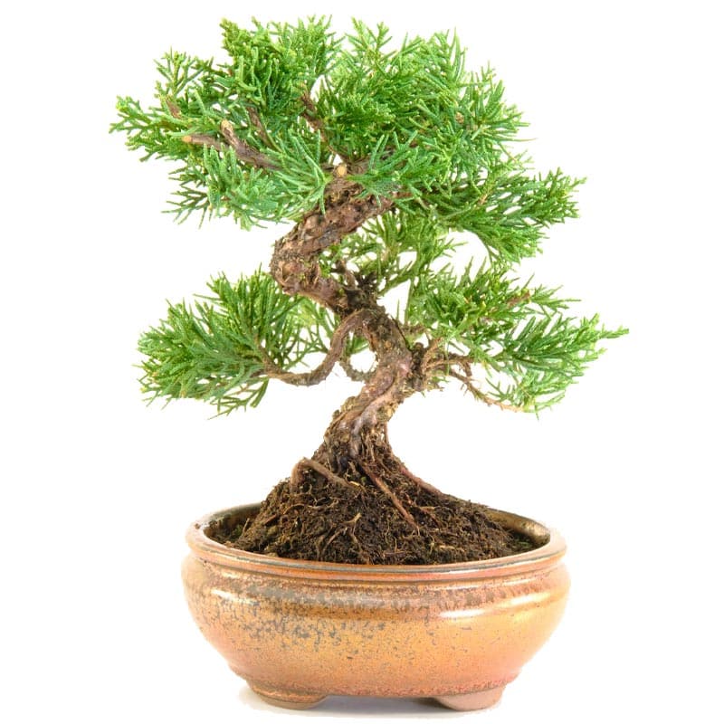 Hardy bonsai trees for sale