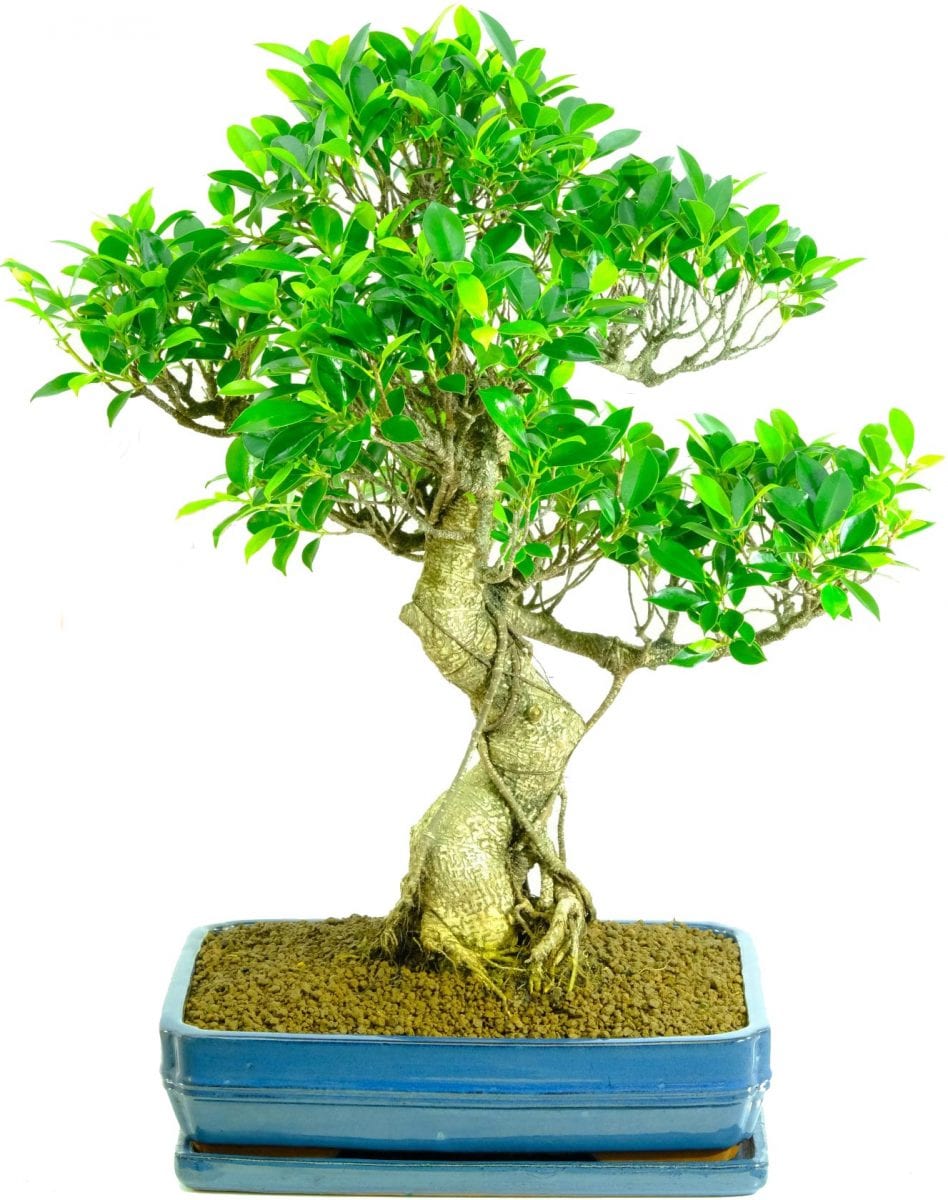Large bonsai trees, big bonsai trees, best bonsai trees, Miniature trees