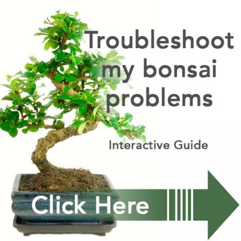 Bonsai Tree trouble shooter