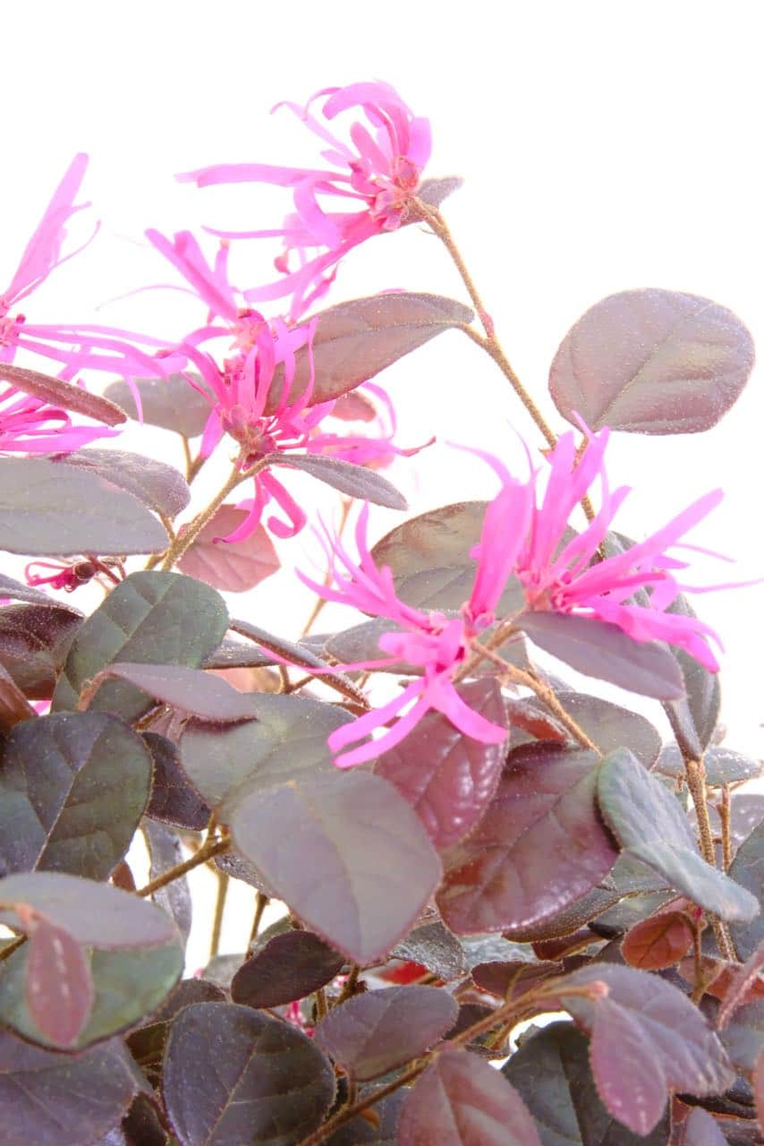 Close up of the hot pink flowers of the Chinese Blush tree