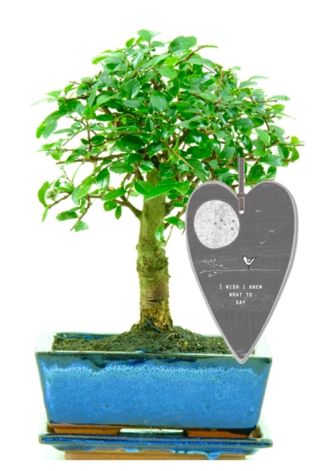 I wish i knew what to say bonsai tree gift