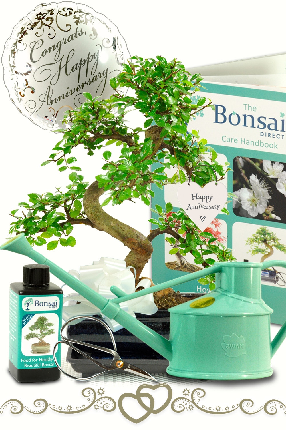A beautiful Chinese elm beginners anniversary bonsai gift starter kit
