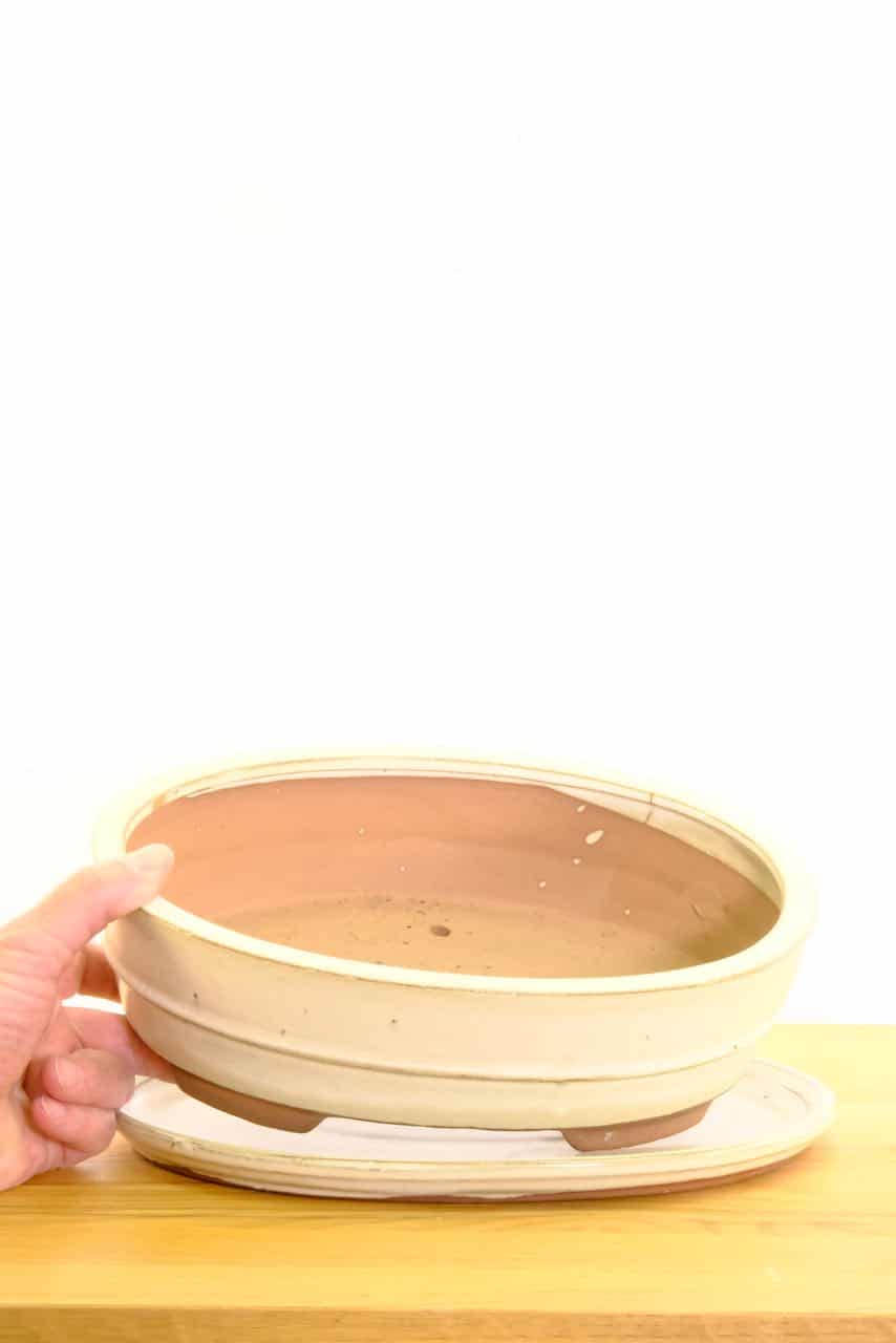 Cream oval ceramic bonsai pot, perfect for indoor gardening