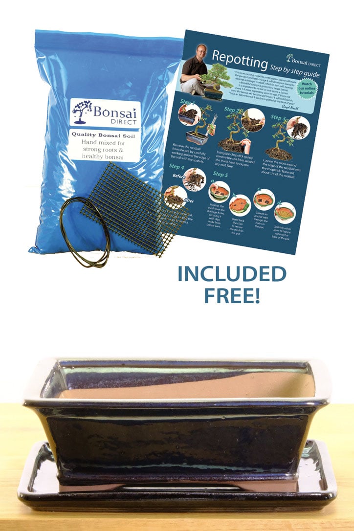 Bonsai pot, bonsai soil and free wiring kit!