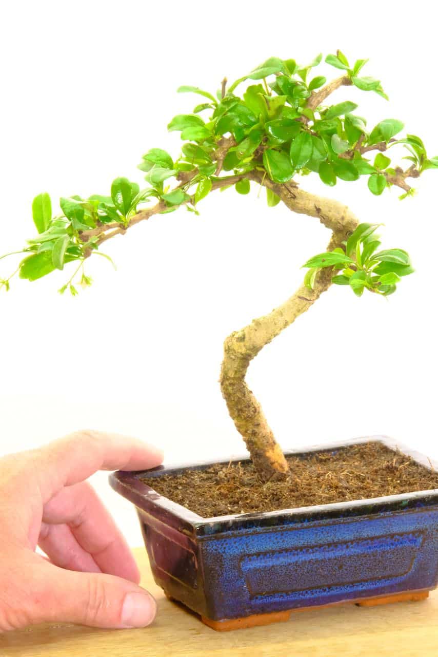 Carmona microphylla for sale - seconds quality