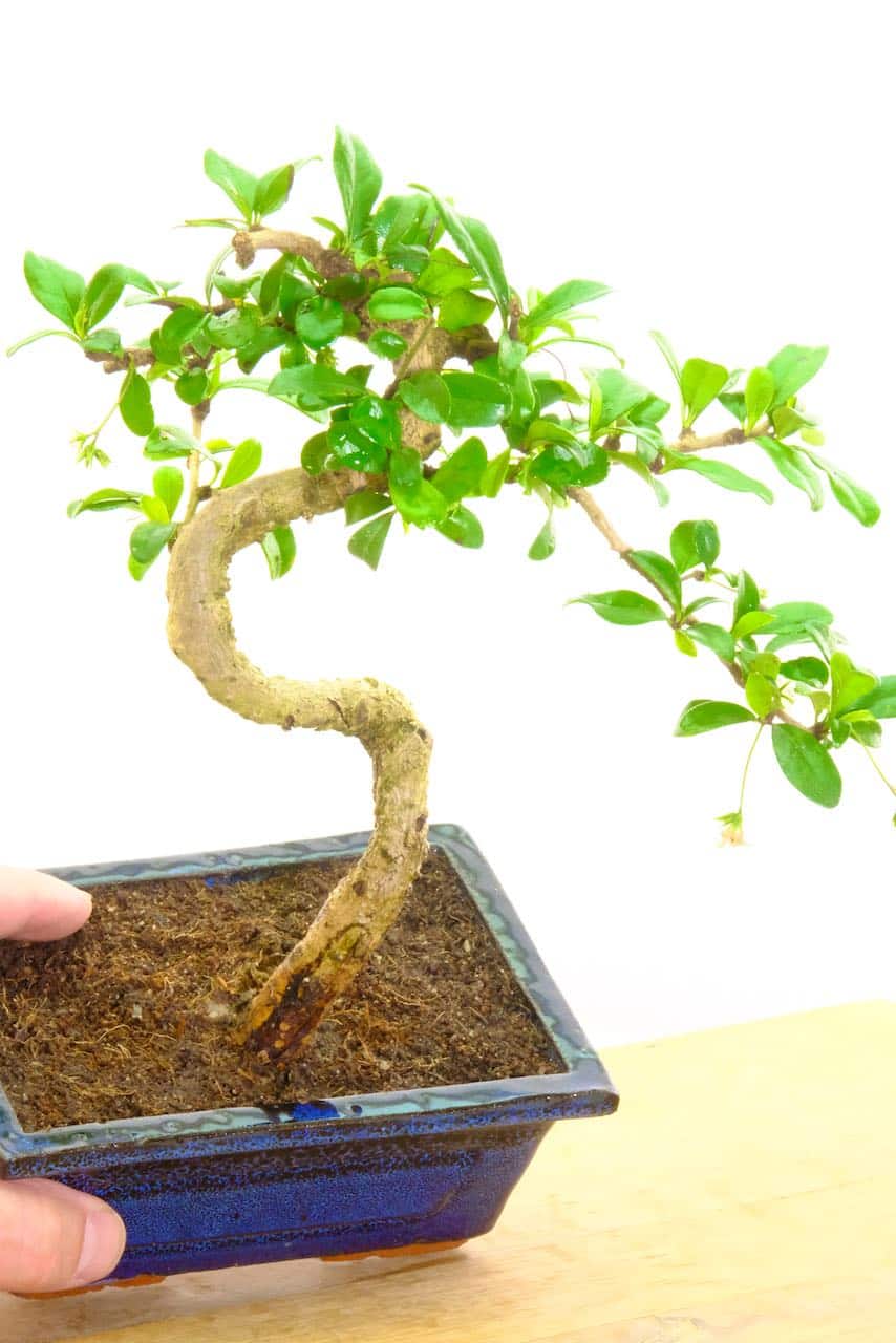 Free delivery to most of the UK