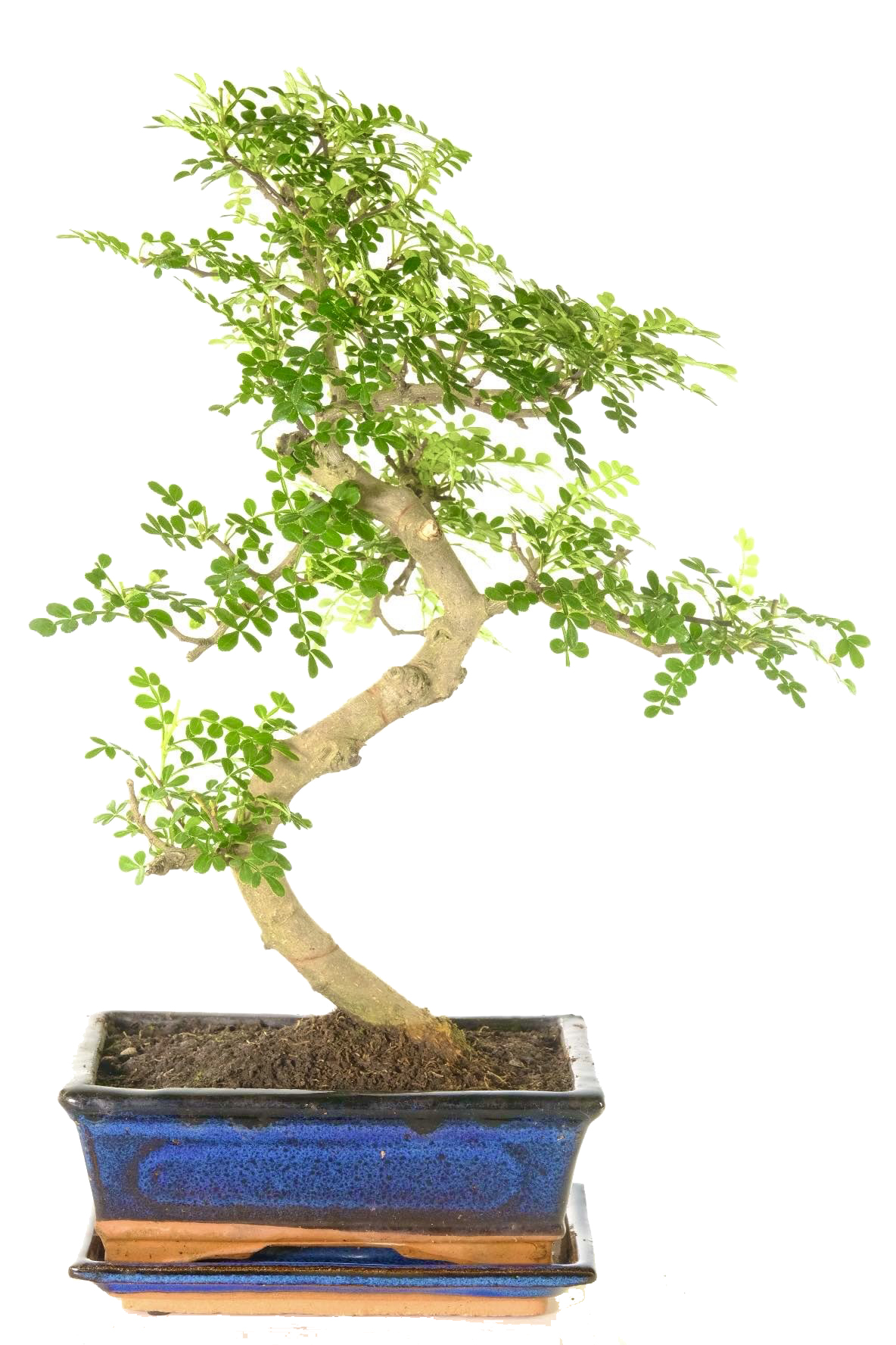 12 year old Zanthoxylum piperitum / Aromatic Pepper bonsai tree for sale UK