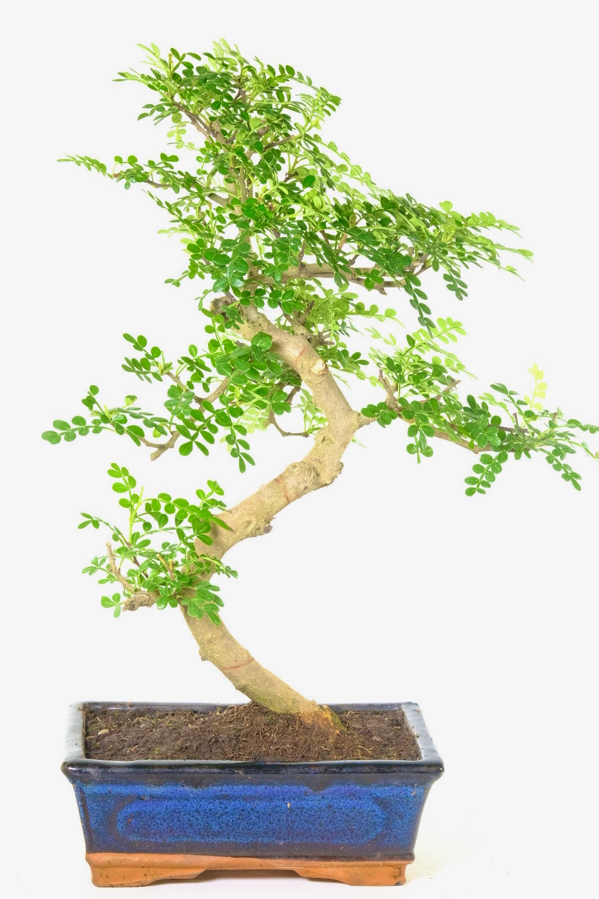 12 year old Zanthoxylum piperitum / Aromatic Pepper bonsai tree for sale UK