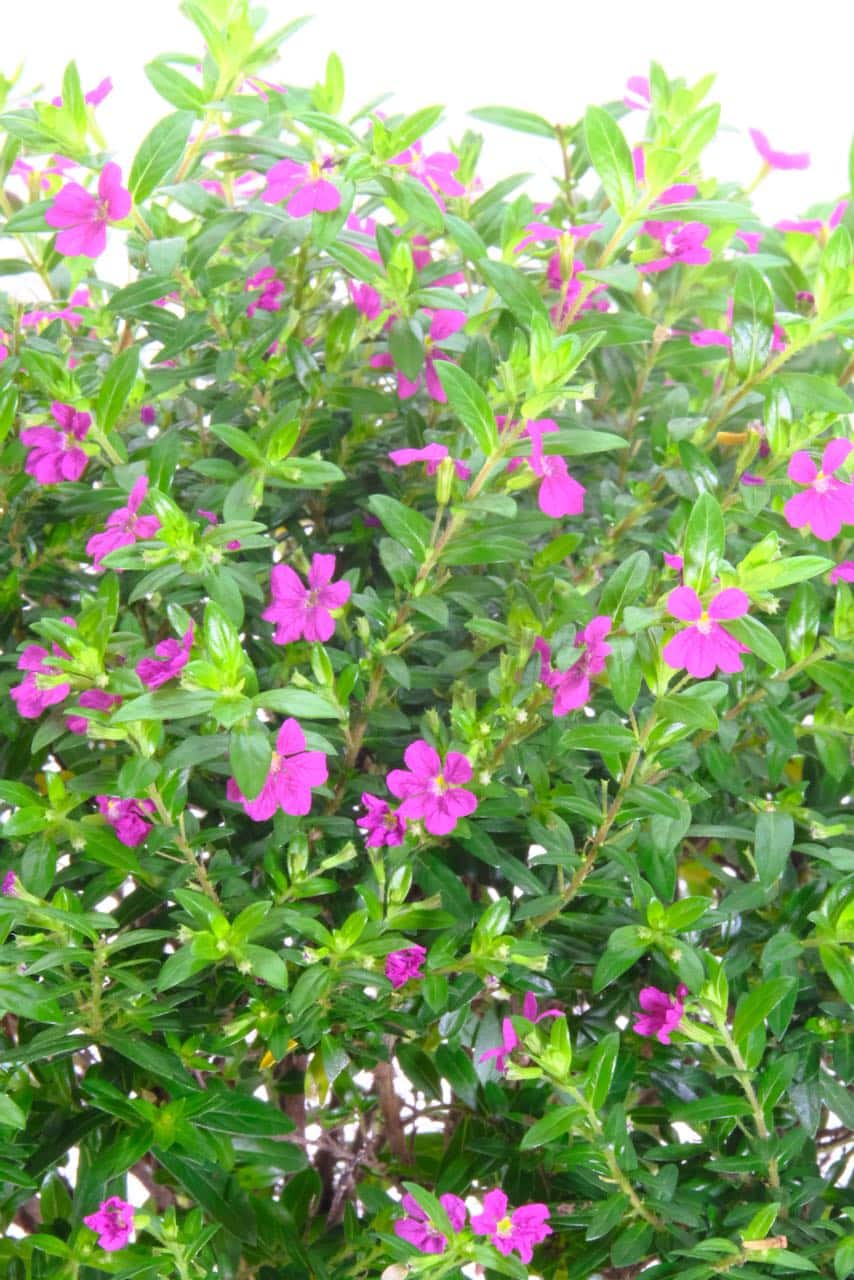 The flowers are stunning and prolific