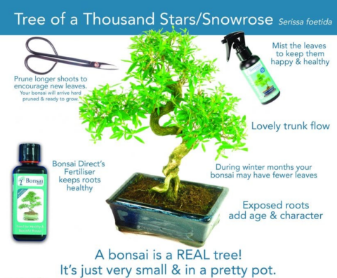 Serissa foetida or Tree of a Thousand Stars bonsai tree care sheet