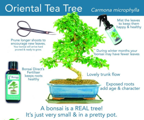 Oriental or Fukien Tea Tree bonsai tree care sheet