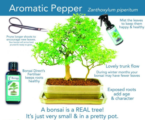 Zanthoxylum piperitum or Aromatic Pepper bonsai tree care sheet