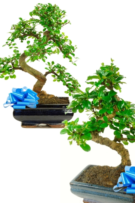 Twin beginners indoor bonsai tree offer with drip trays