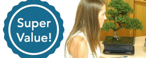 Super value bonsai trees