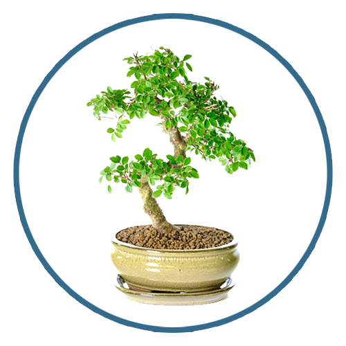 Bonsai Tree for Beginners