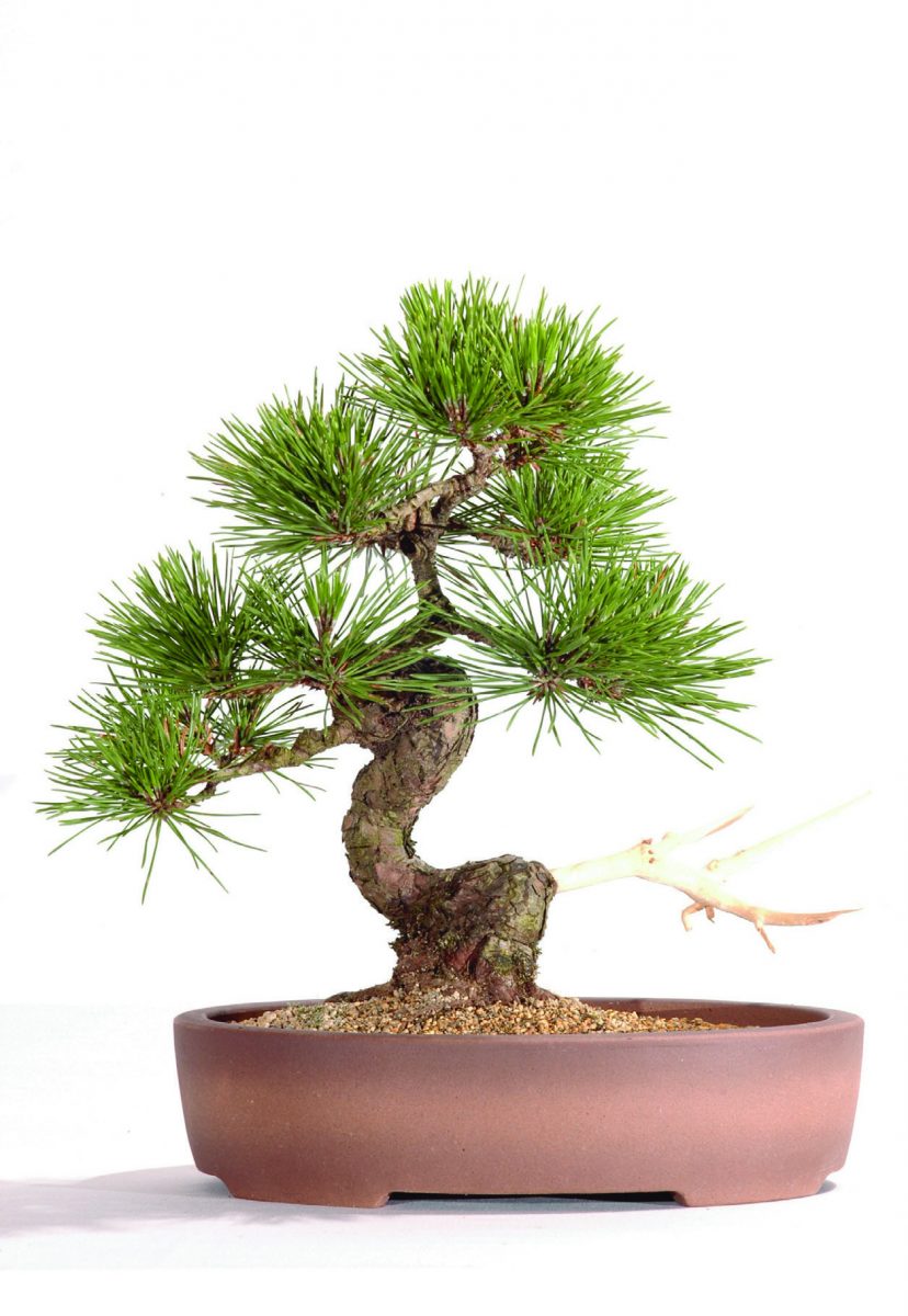 Japanese Pine bonsai tree - A prominent bonsai species in the art of bonsai tree growing