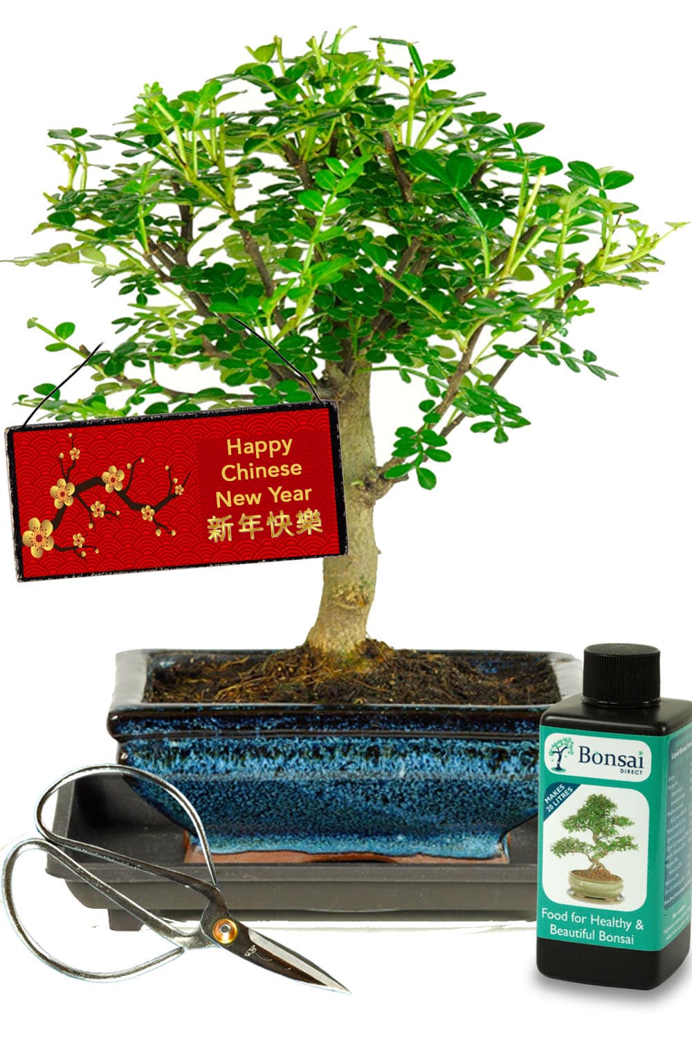 Fresh and zesty fragrant bonsai tree kit New year gift