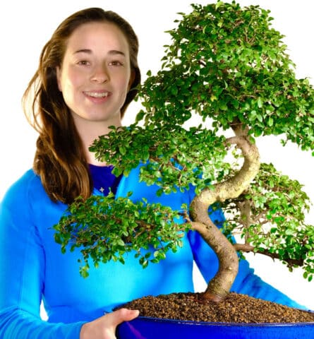 Beautiful Bonsai Tree Range