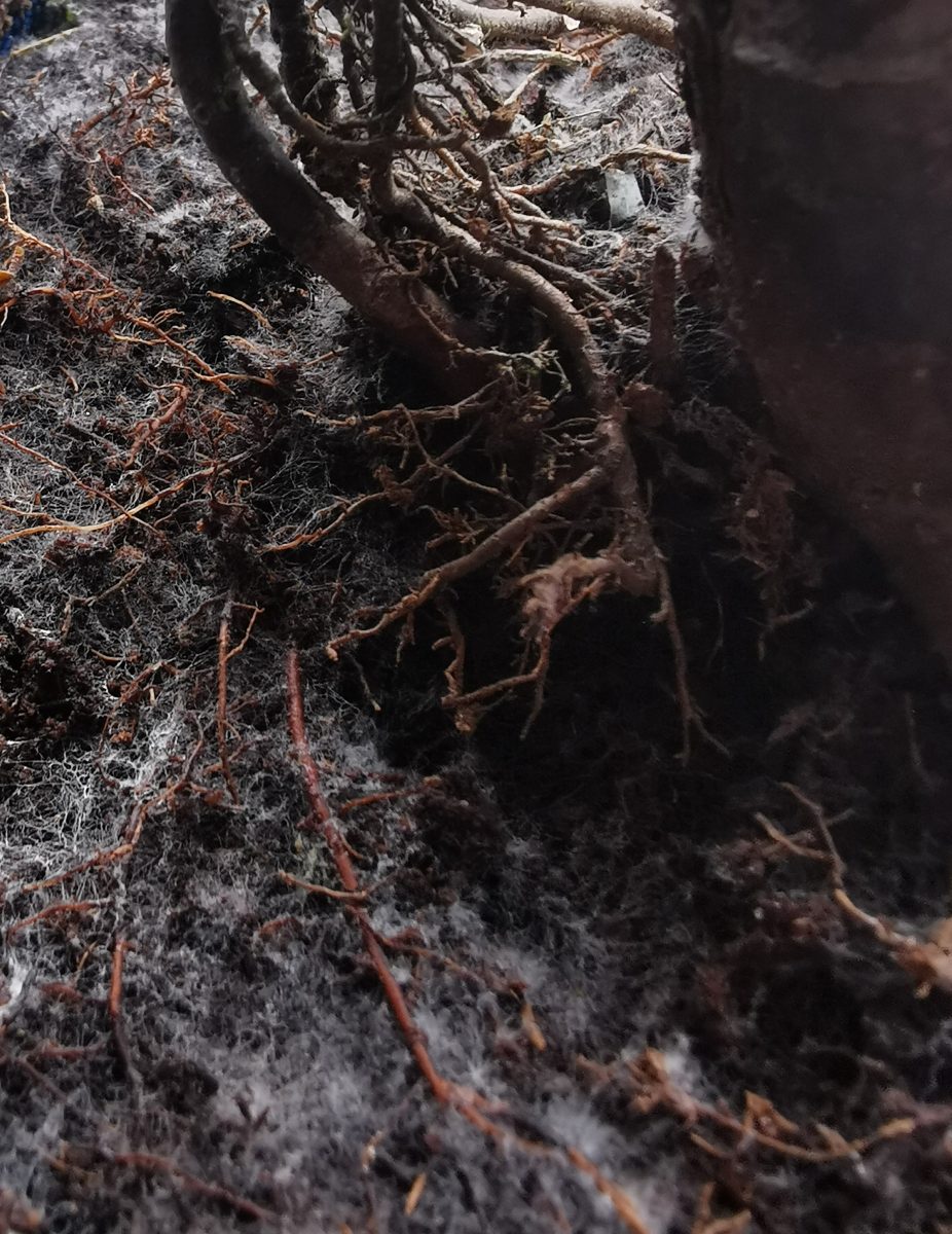 Mould on Bonsai Soil