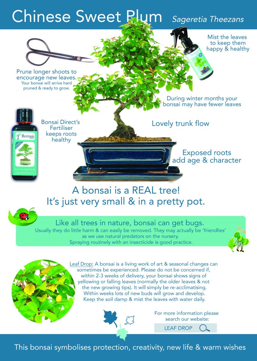 bonsai care