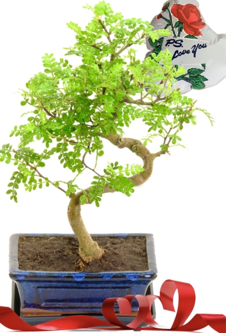 Ps I love you bonsai tree gift