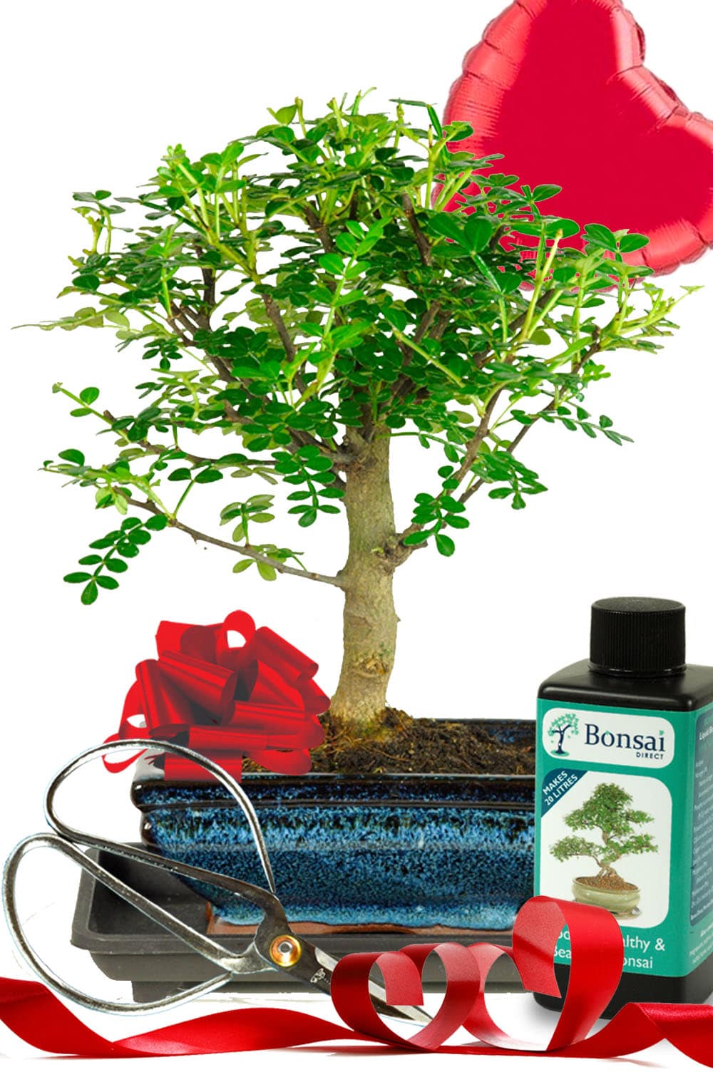 Fragrant aromatic pepper tree miniature bonsai kit for indoors for Valentine's day