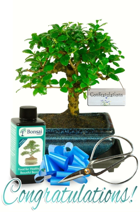 Capturing Success: The Congratulations Gift Bonsai—a tribute to growth and accomplishment, wrapped in nature's beauty