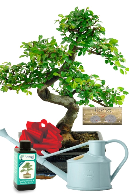 I Love You bonsai tree gift