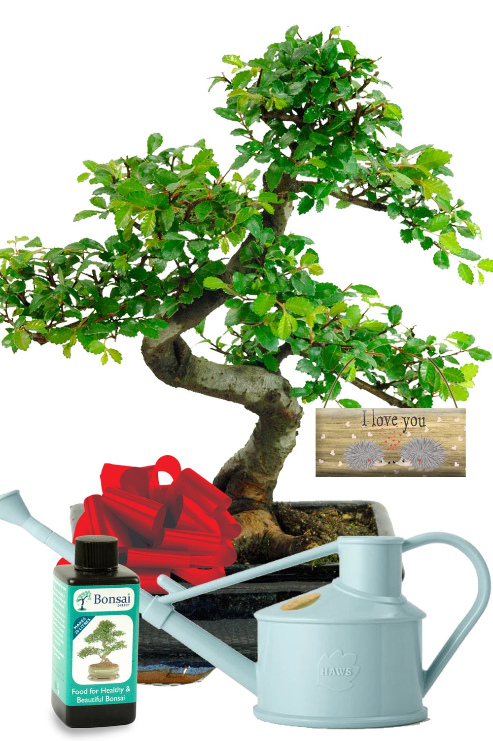 I Love You bonsai tree gift
