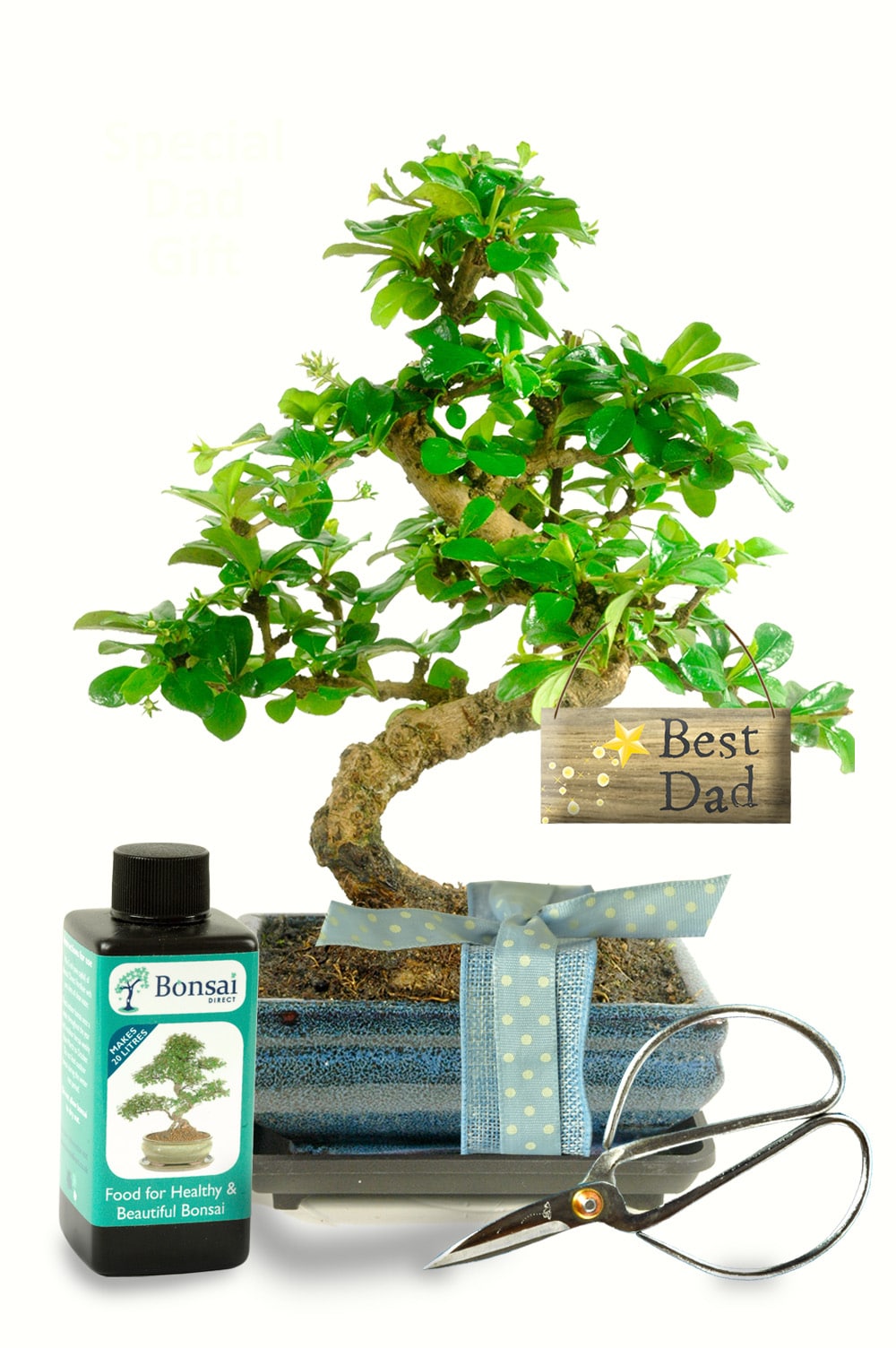 Dad Bonsai Tree Kit