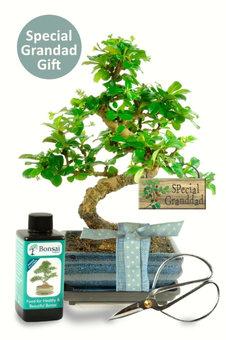 Nurturing Bonds: The 'Gift for Grandad' Bonsai—a living symbol of care and artistry, embodying your heartfelt appreciation