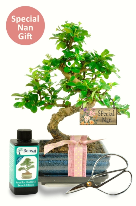 Nurturing Love: The Gift for Nan Bonsai—an embodiment of care and artistry, fostering a bond that blooms beautifully.