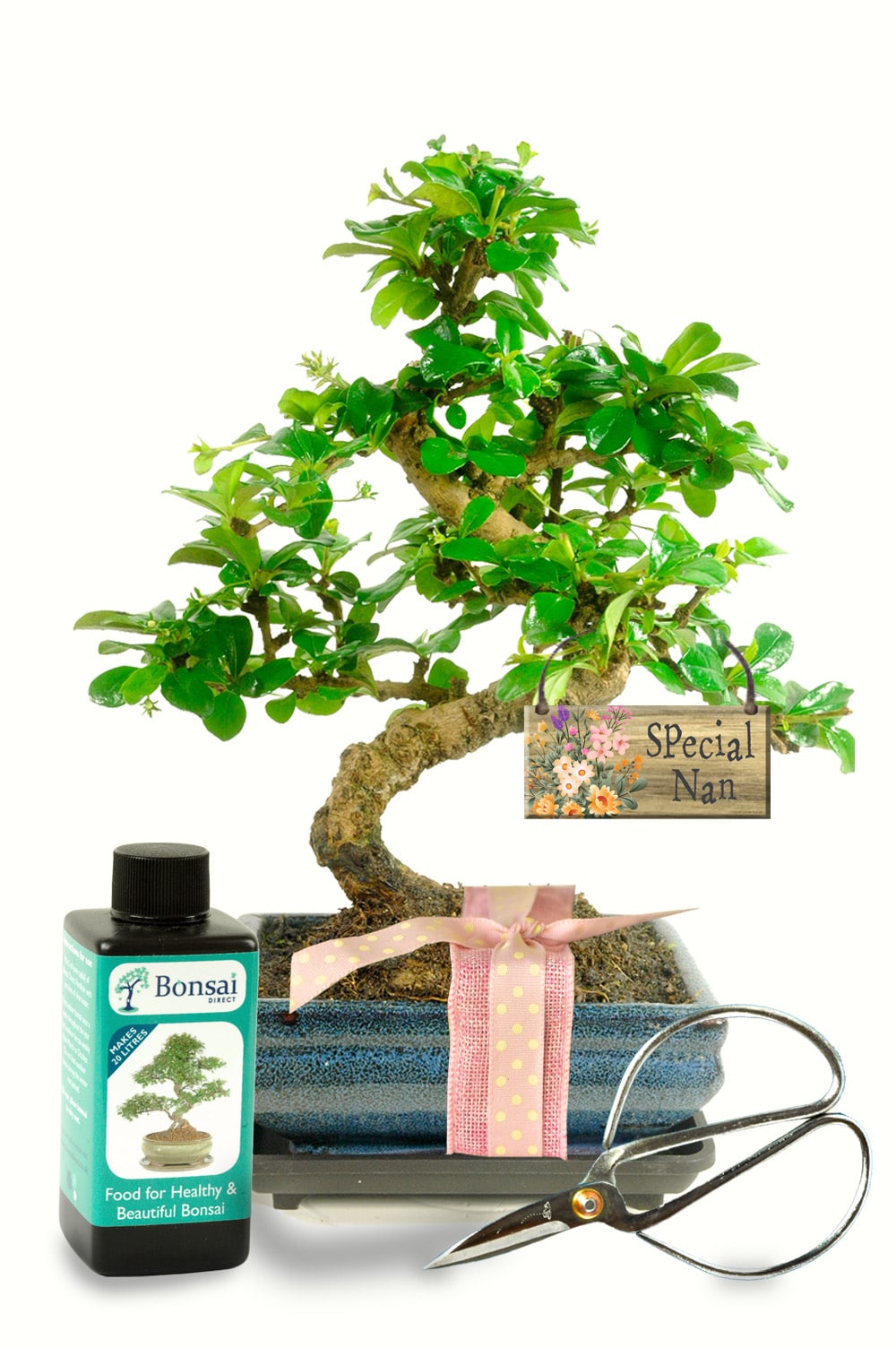 Blossoming Devotion: The Gift for Nan Bonsai—a living tribute, intertwining nature's grace with heartfelt appreciation.