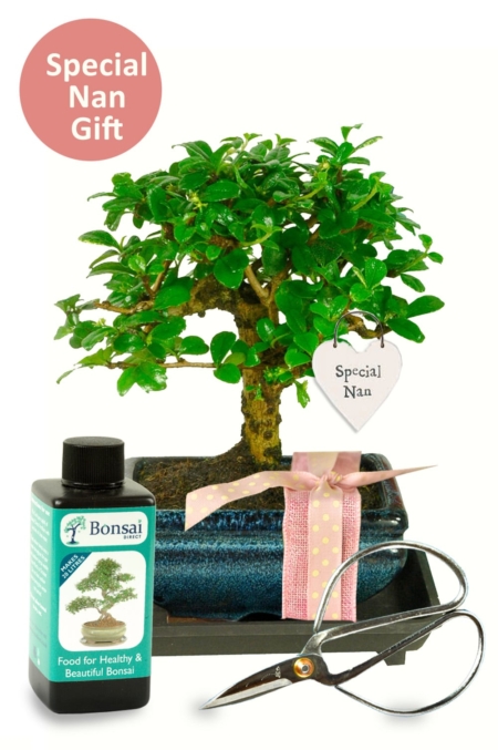 Nurturing Bonds: The 'Gift for Nan' Bonsai—a living testament of care and artistry, symbolizing a connection that blossoms beautifully