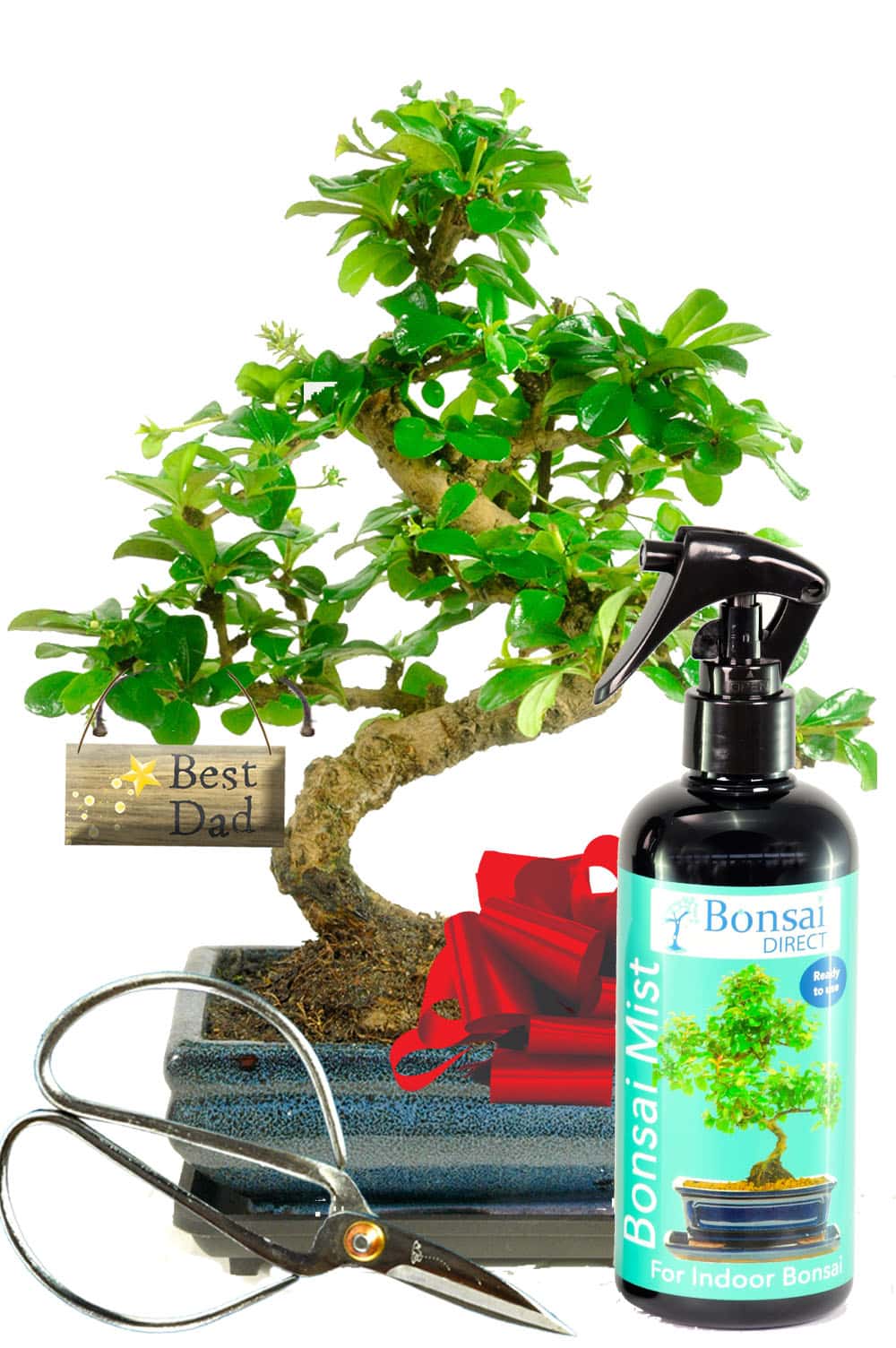 Best dad flowering Christmas bonsai gift