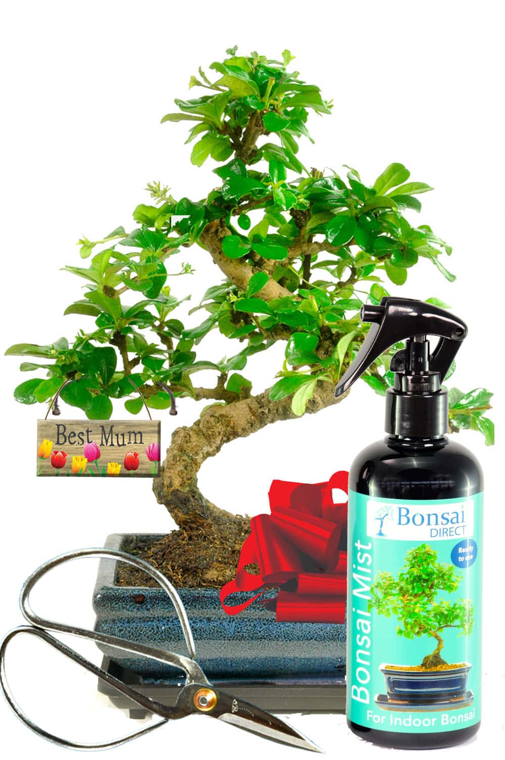 Best mum flowering Christmas bonsai gift