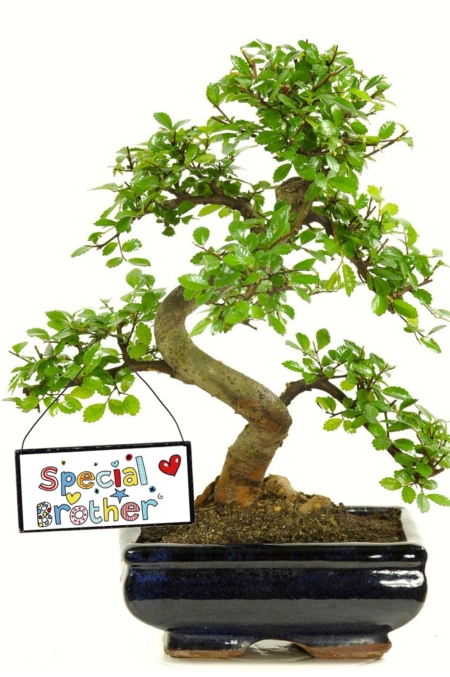 Special brother bonsai for sale