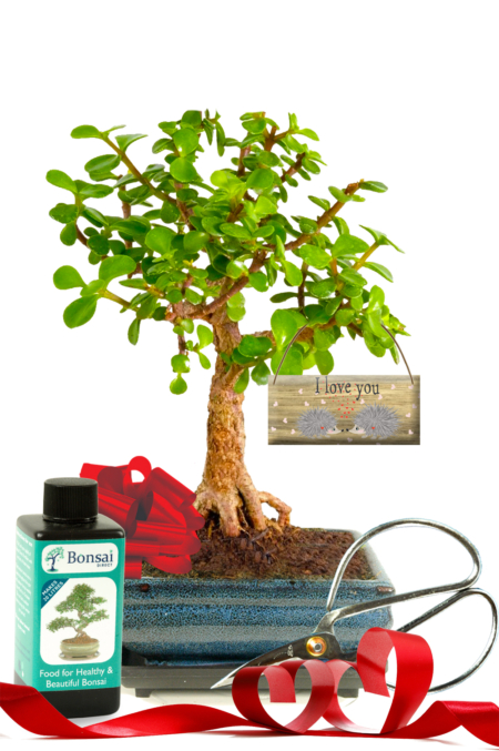 "Money Tree" Valentine's Day plant gift - Also known as the Jade or Portulacaria afra. Beginners bonsai kit! For sale in UK with FREE delivery.