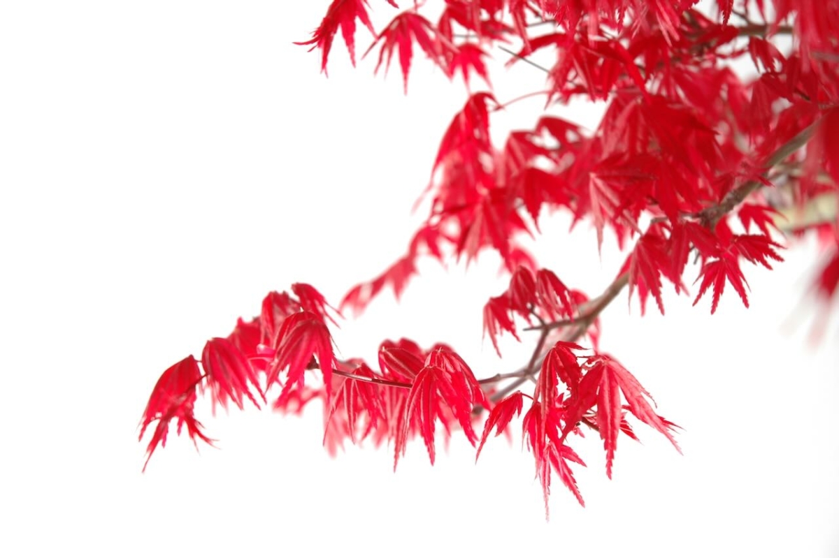 Japanese red maple bonsai tree leaves - Sensational colours