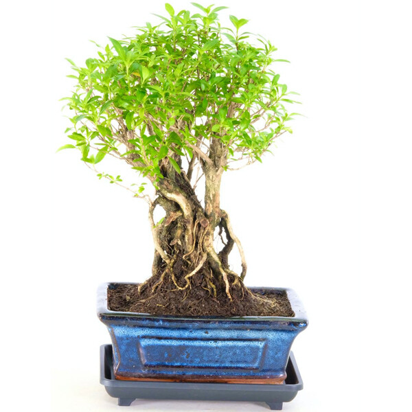 Flowering Tree of a Thousand Stars Indoor Bonsai Tree for Sale with Extremely Exposed Roots (Serissa foetida)